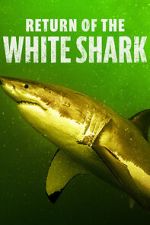 Watch Return of the White Shark Megavideo