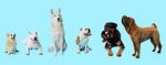 Watch How Dogs Got Their Shapes Megavideo