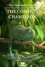 Watch Our Wonderful Nature - The Common Chameleon Megavideo