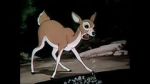 Watch Wacky Wildlife (Short 1940) Megavideo