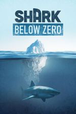 Watch Shark Below Zero Megavideo