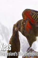 Watch Keas: New Zealand\'s Witty Daredevils Megavideo