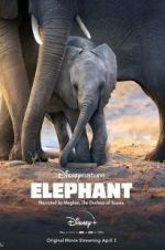 Watch Elephant Megavideo