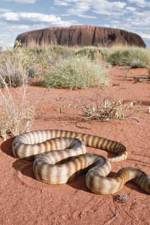 Watch DEADLY PREDATORS.AUSTRALIAN PYTHONS Megavideo