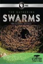 Watch Nature The Gathering Swarms Megavideo