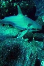Watch National Geographic: Secret Shark Pits Megavideo