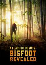 Watch A Flash of Beauty: Bigfoot Revealed Megavideo