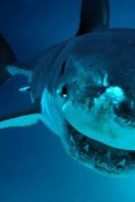 Watch National Geographic. Shark attacks investigated Megavideo