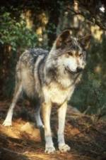 Watch National Geographic Wild - Inside the Wolf Pack Megavideo