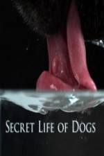 Watch Secret Life of Dog Megavideo