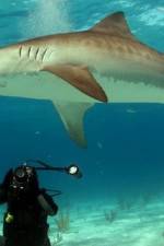 Watch Dive To Tiger Shark Central Megavideo