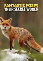 Watch Fantastic Foxes: Their Secret World Megavideo