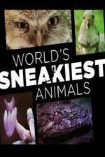 Watch World's Sneakiest Animals Megavideo
