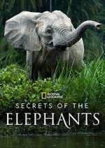 Watch Secrets of the Elephants Megavideo