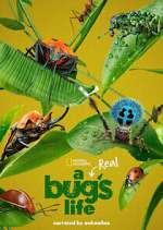 Watch A Real Bug's Life Megavideo