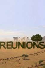 Watch Wild Animal Reunions Megavideo