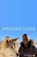 Watch Amazing Dogs Megavideo