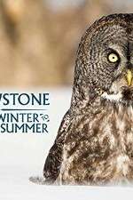 Watch Yellowstone Wildest Winter to Blazing Summer Megavideo