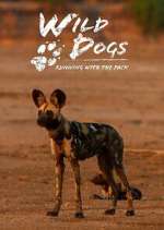 Watch Wild Dogs: Running with the Pack Megavideo