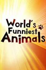 Watch The World\'s Funniest Animals Megavideo