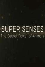 Watch Super Senses The Secret Power of Animals Megavideo