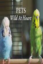 Watch Pets - Wild at Heart Megavideo