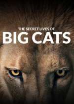 Watch The Secret Lives of Big Cats Megavideo