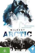 Watch Wildest Arctic Megavideo