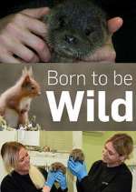 Watch Born to Be Wild Megavideo