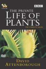 Watch The Private Life of Plants Megavideo