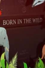 Watch Born In The Wild Megavideo