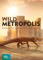 Watch Wild Metropolis Megavideo