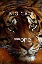 Watch Big Cats Megavideo