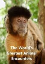 Watch World's Greatest Animal Encounters Megavideo
