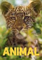 Watch Animal Megavideo