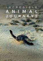 Watch Incredible Animal Journeys Megavideo