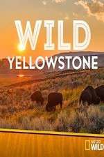 Watch Wild Yellowstone Megavideo