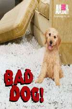 Watch Bad Dog! Megavideo