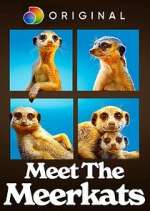 Watch Meet the Meerkats Megavideo