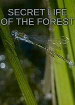 Watch Secret Life of the Forest Megavideo