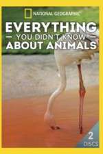 Watch Everything You Didnt Know About Animals Megavideo